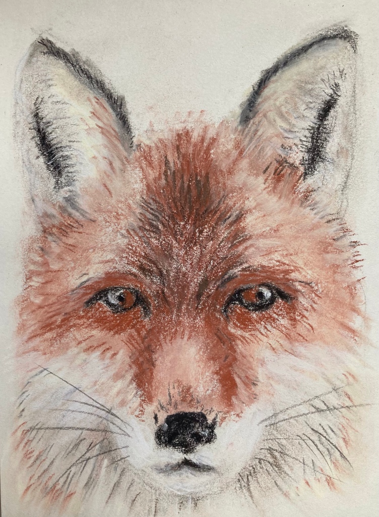 Drawing of a red Fox